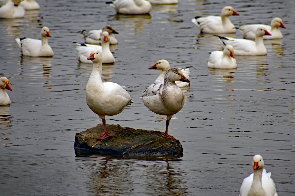 a group of white birds on a rock in the water