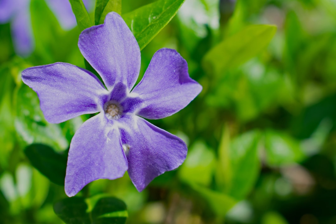 a purple flower with green leaves,