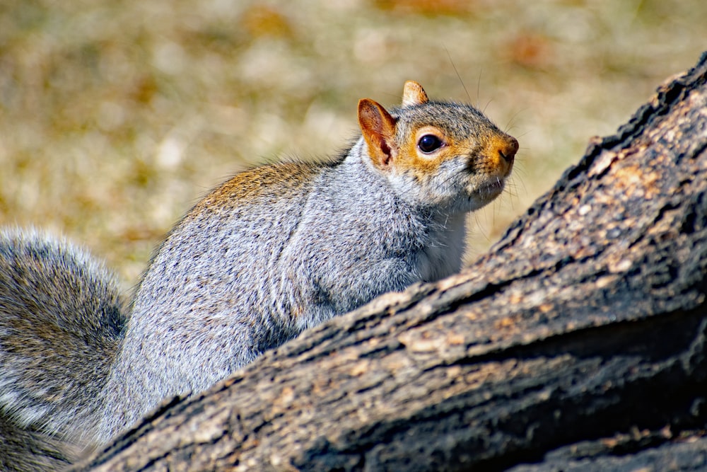 a squirrel on a tree branch