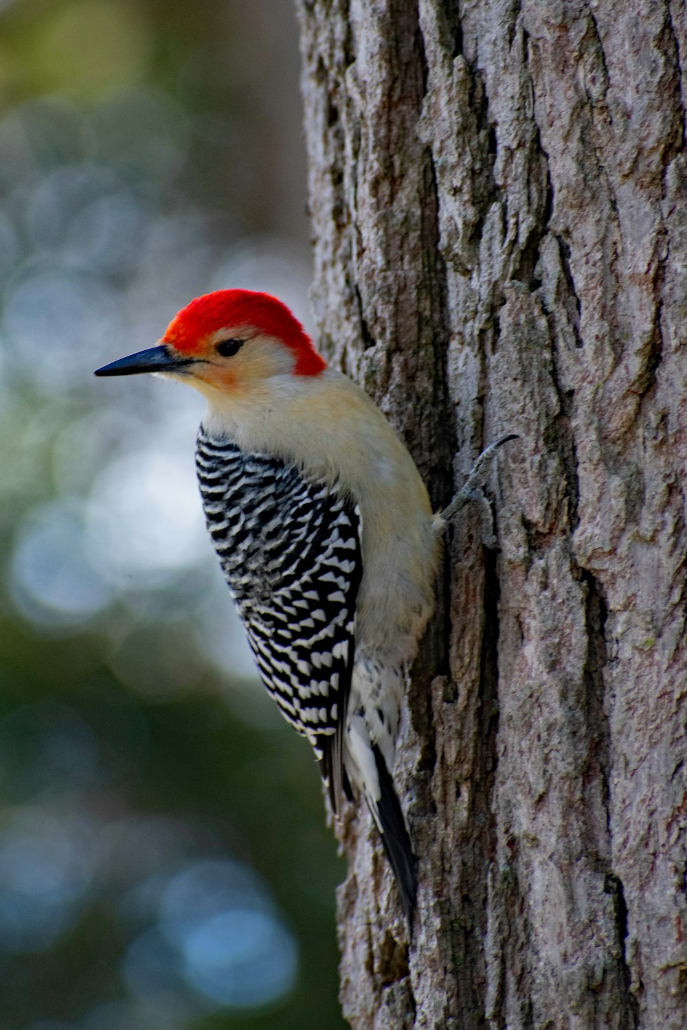 a bird on a tree