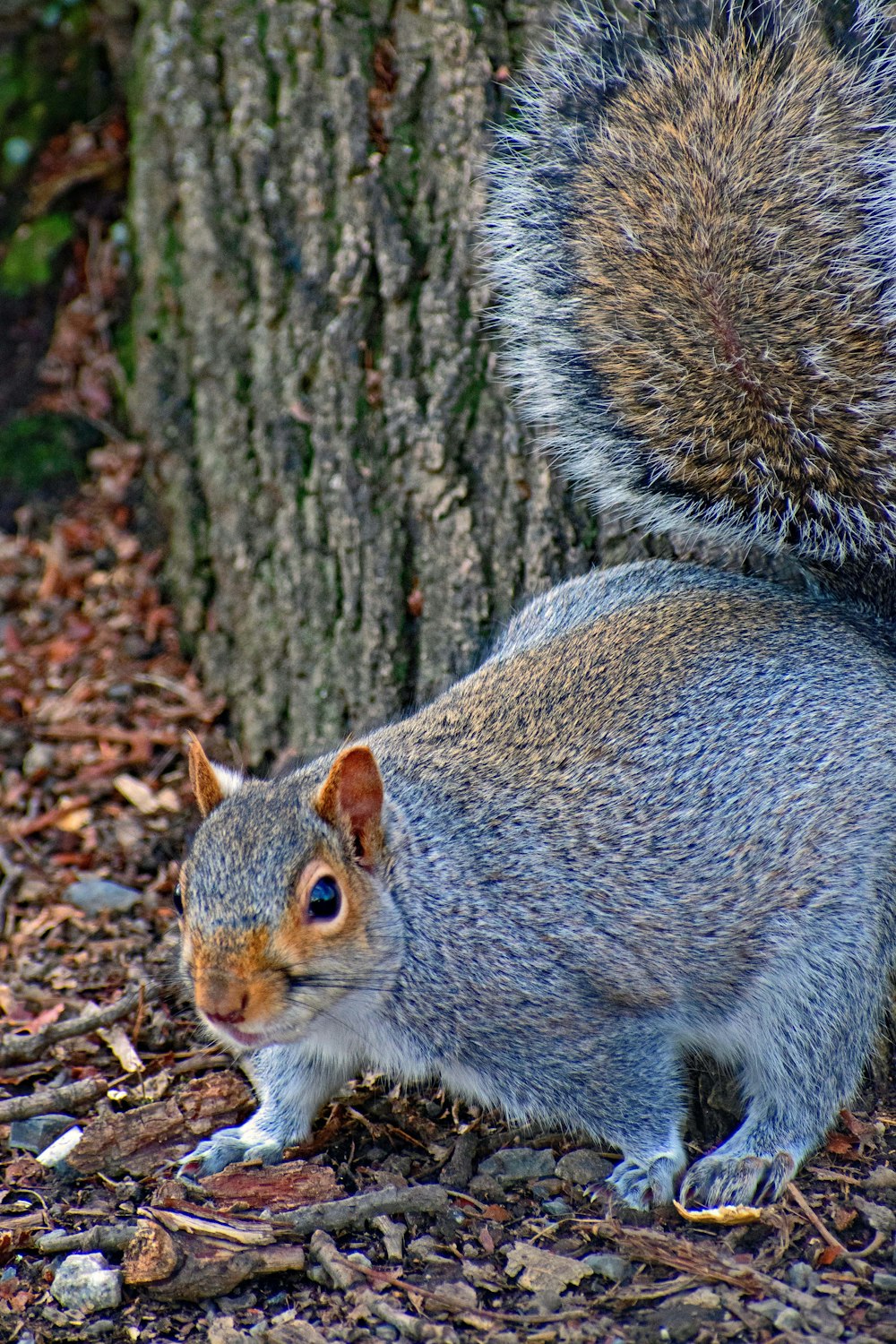 a squirrel standing next to a tree
