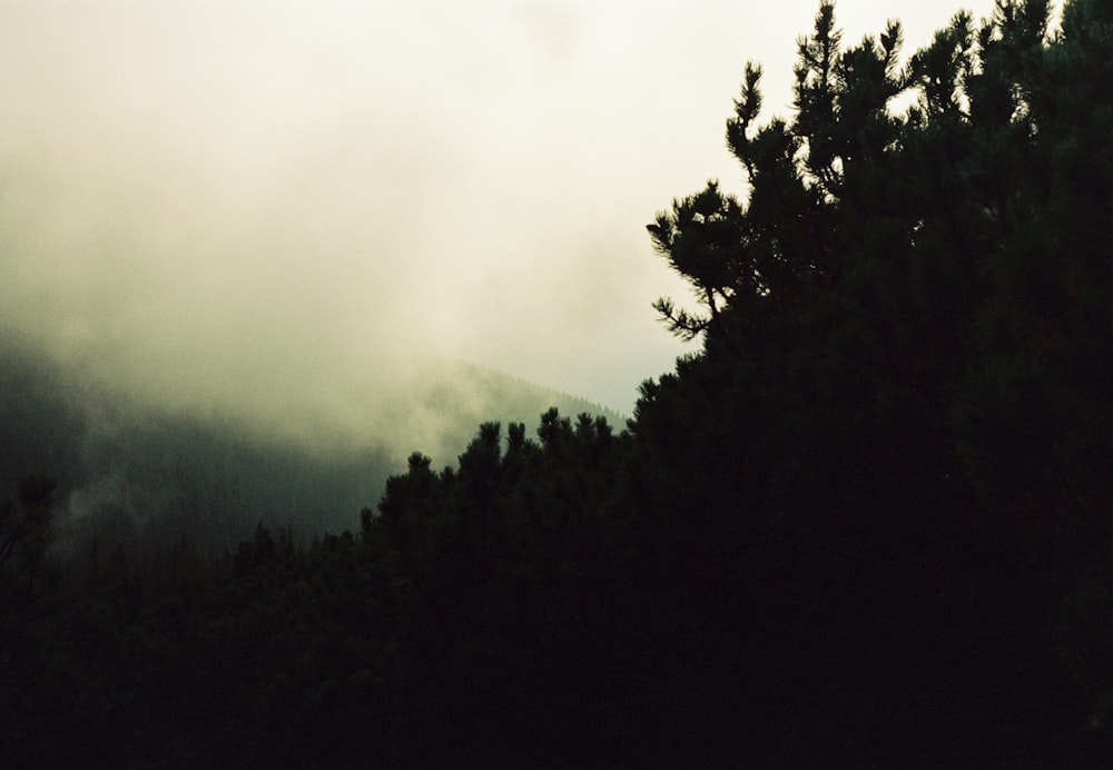 a foggy forest with trees