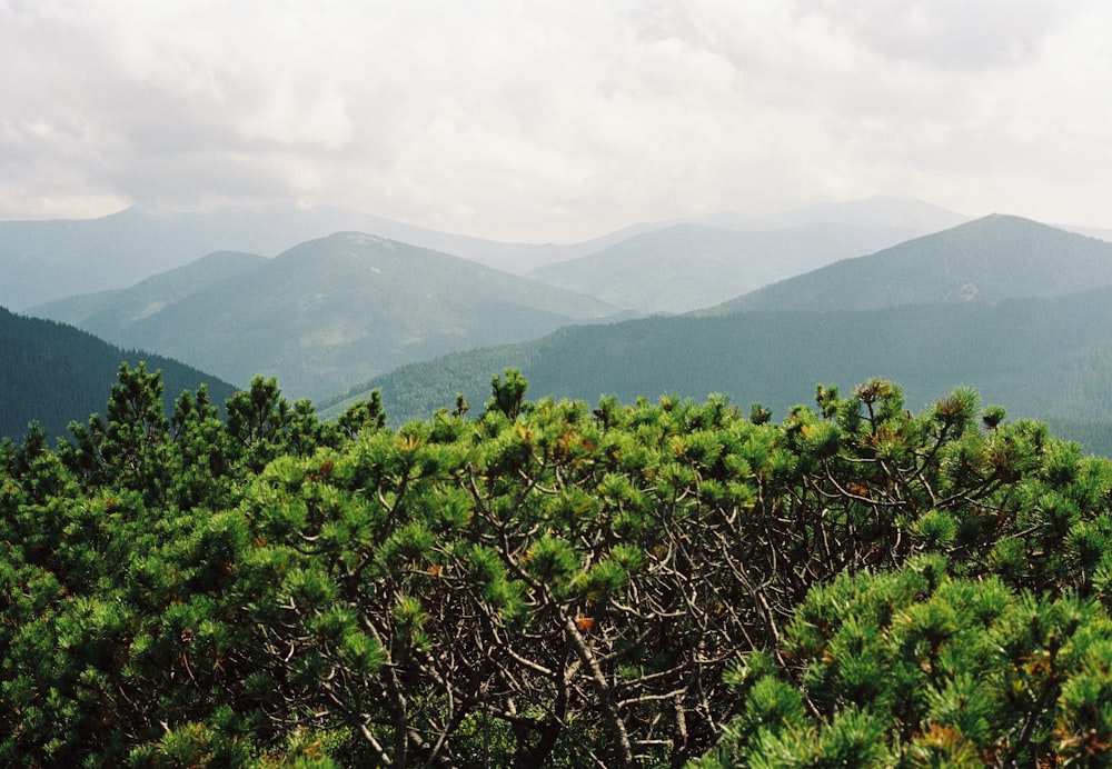 a view of a forest and mountains