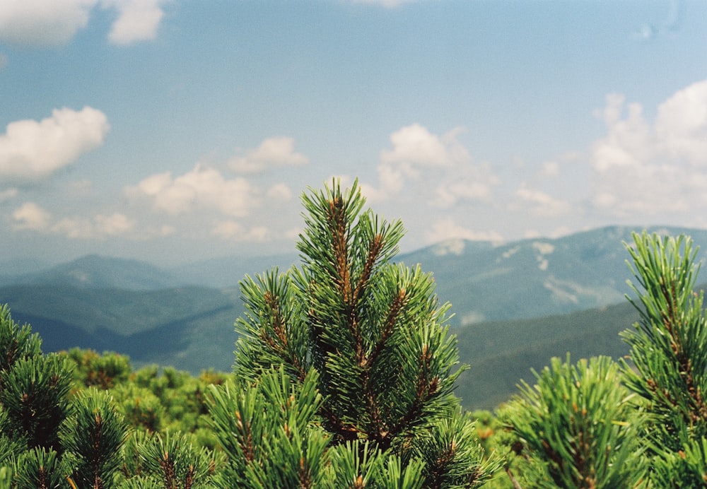 a group of trees with mountains in the background