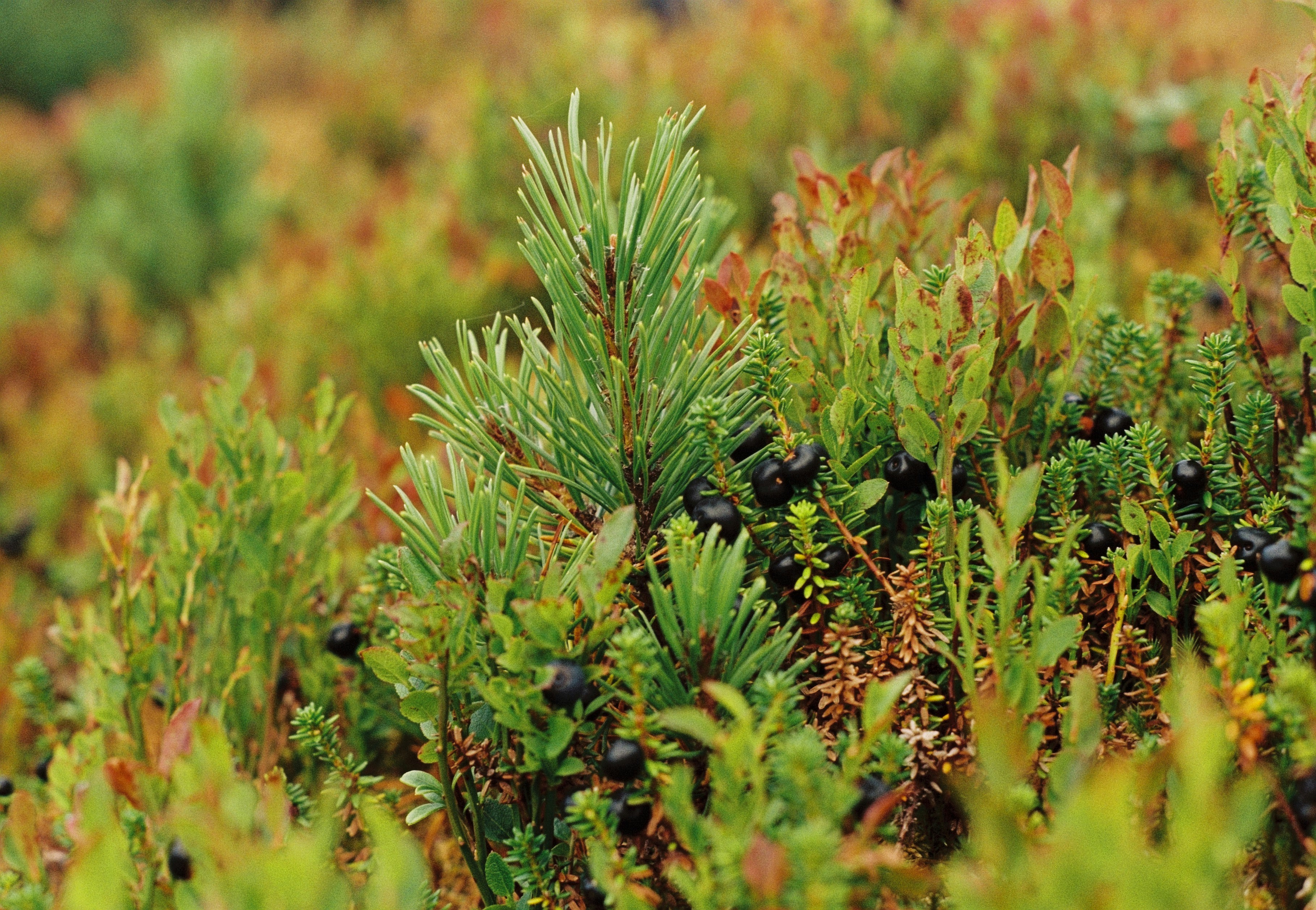 Photo by bohdanpalahai