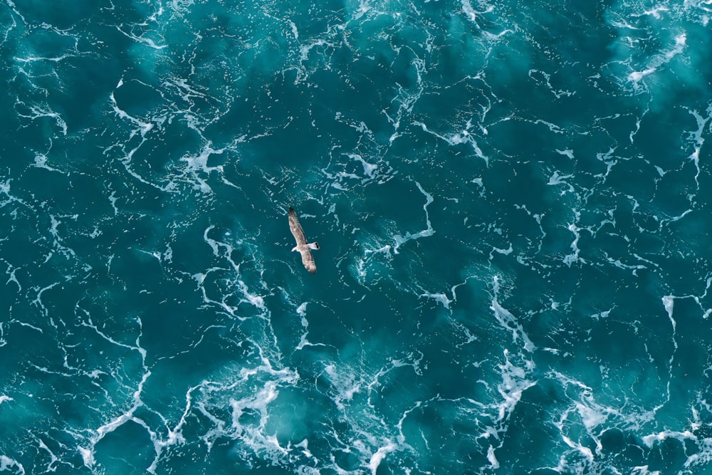 a group of fish swimming in the water