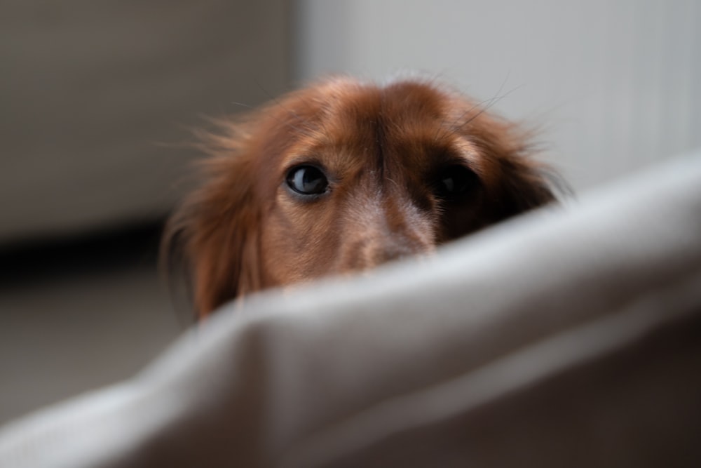 a dog peeking through a hole in a wall