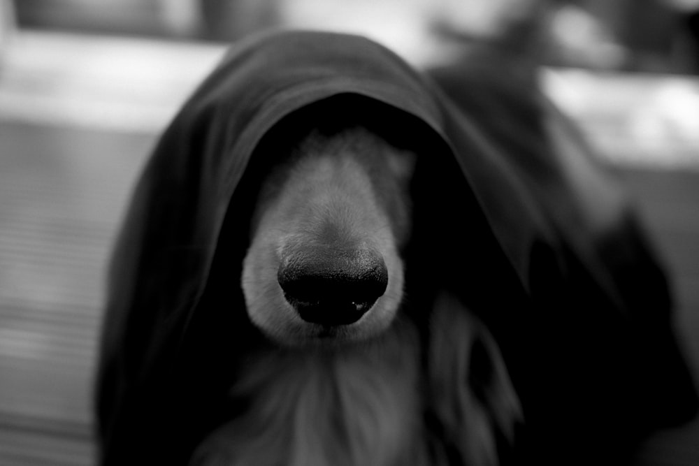 a dog wearing a hood