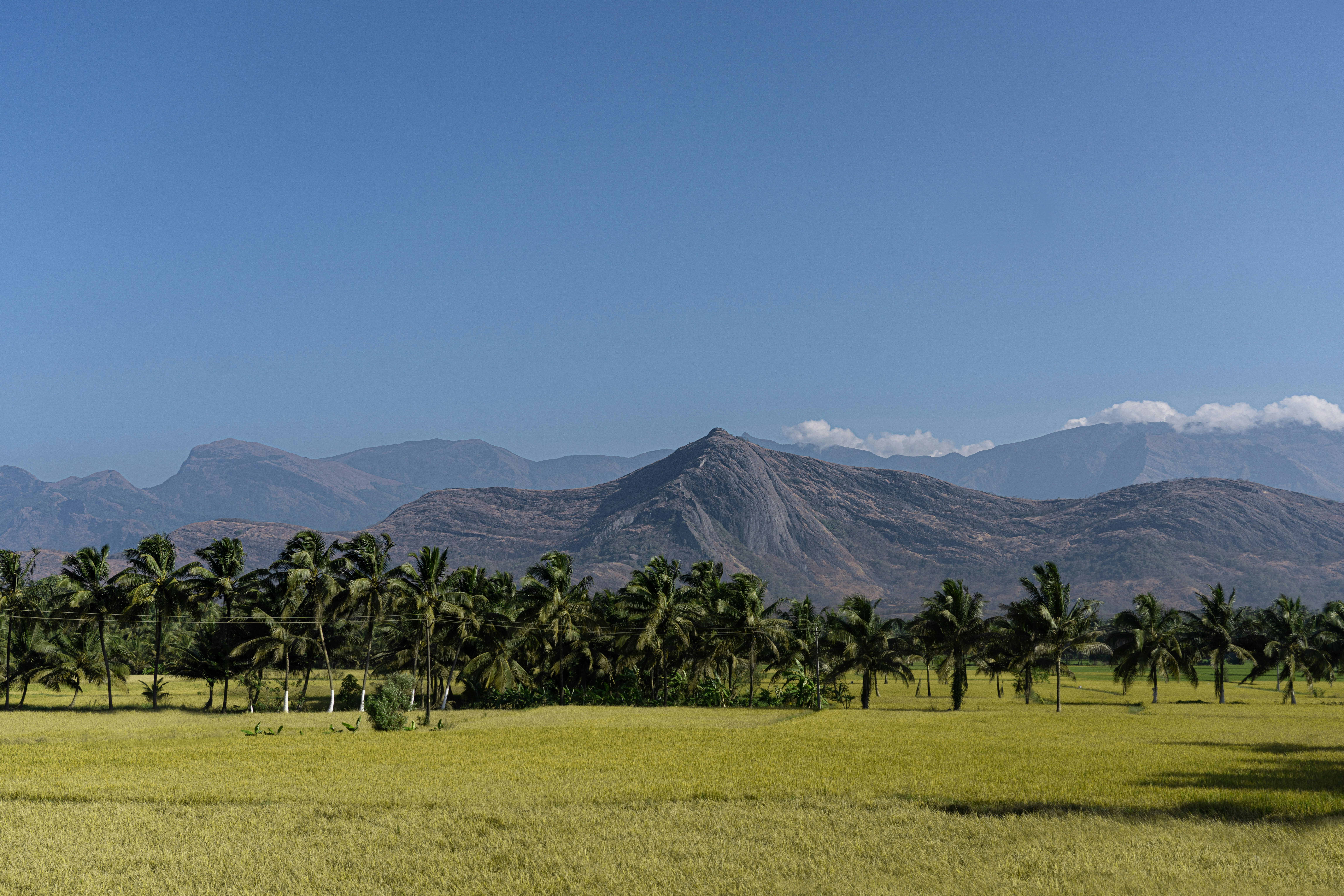 ein Baumfeld mit Bergen im Hintergrund