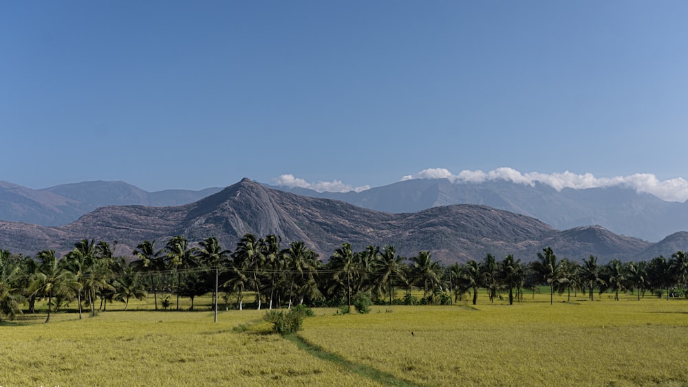 a field of trees with mountains in the background