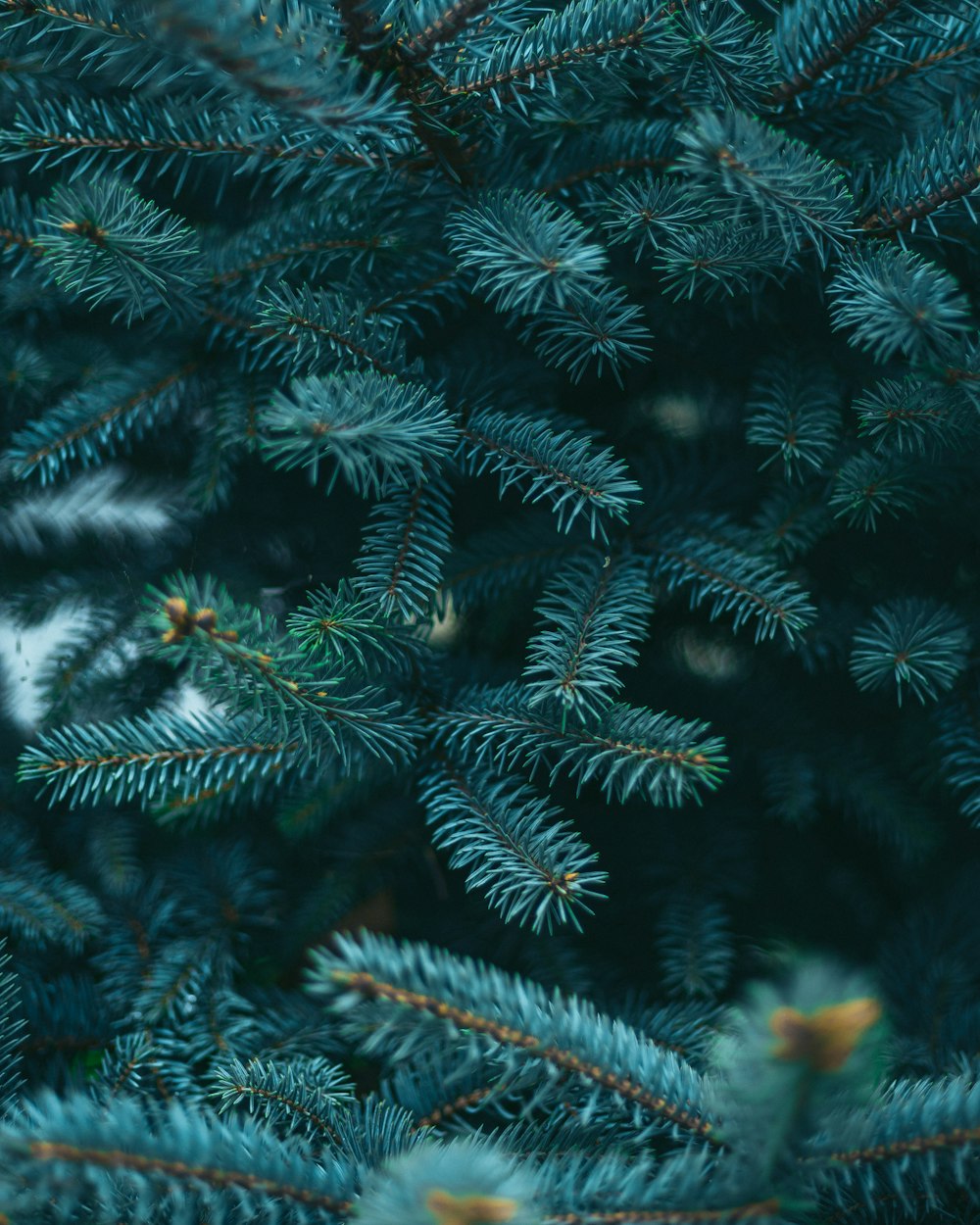 a close up of a pine tree