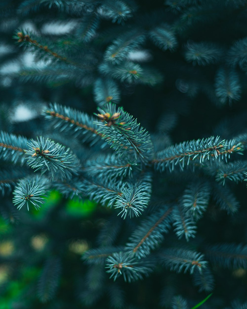 a close up of a plant