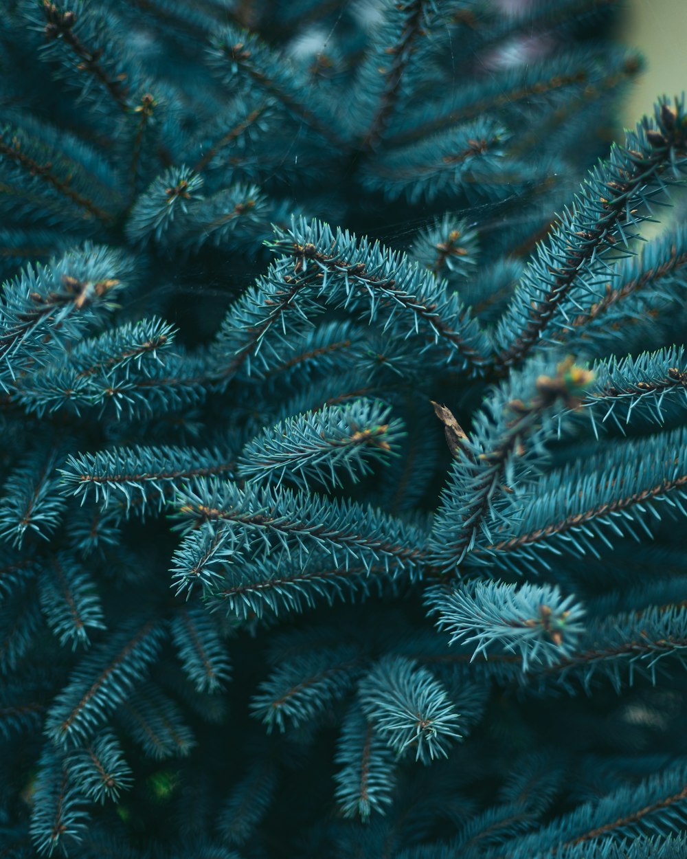 a close up of a pine tree