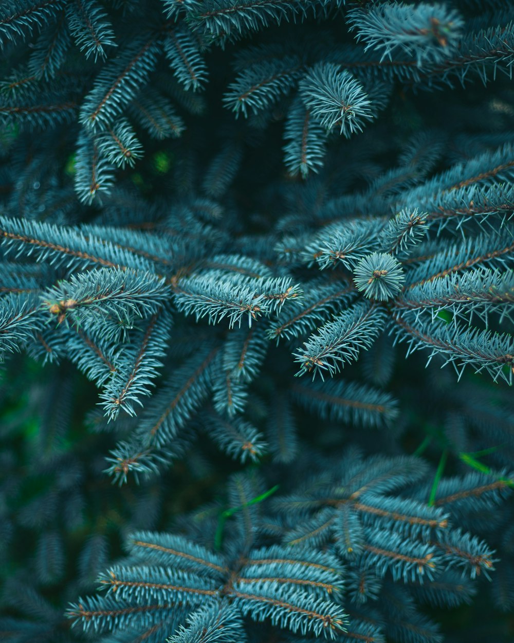 a close up of a pine tree