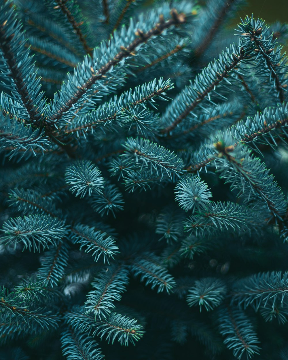 a close up of a pine tree