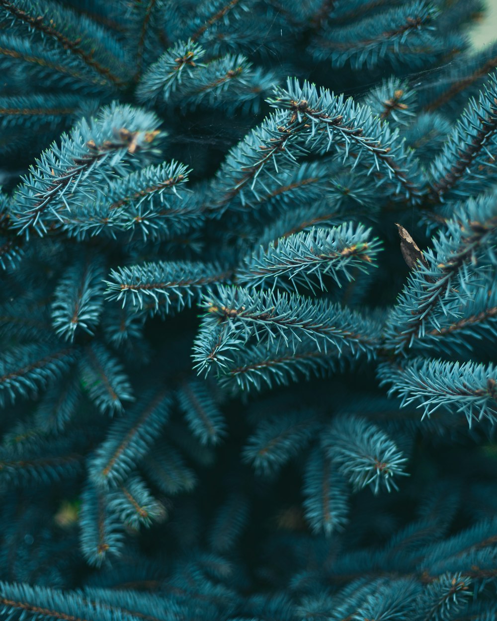 a close up of a pine tree