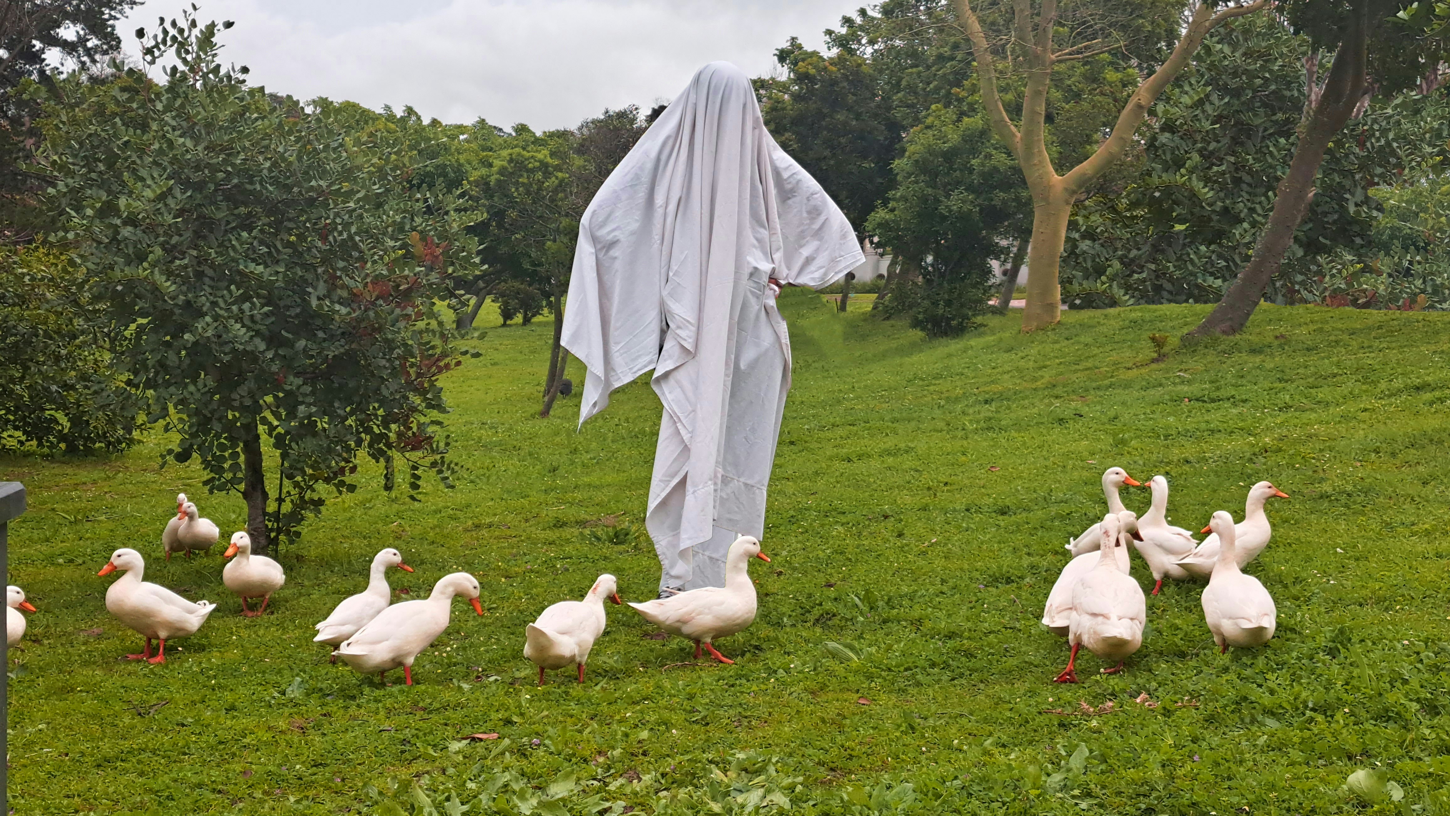 a group of white birds in a grassy field with Korean War Veterans Memorial in the background