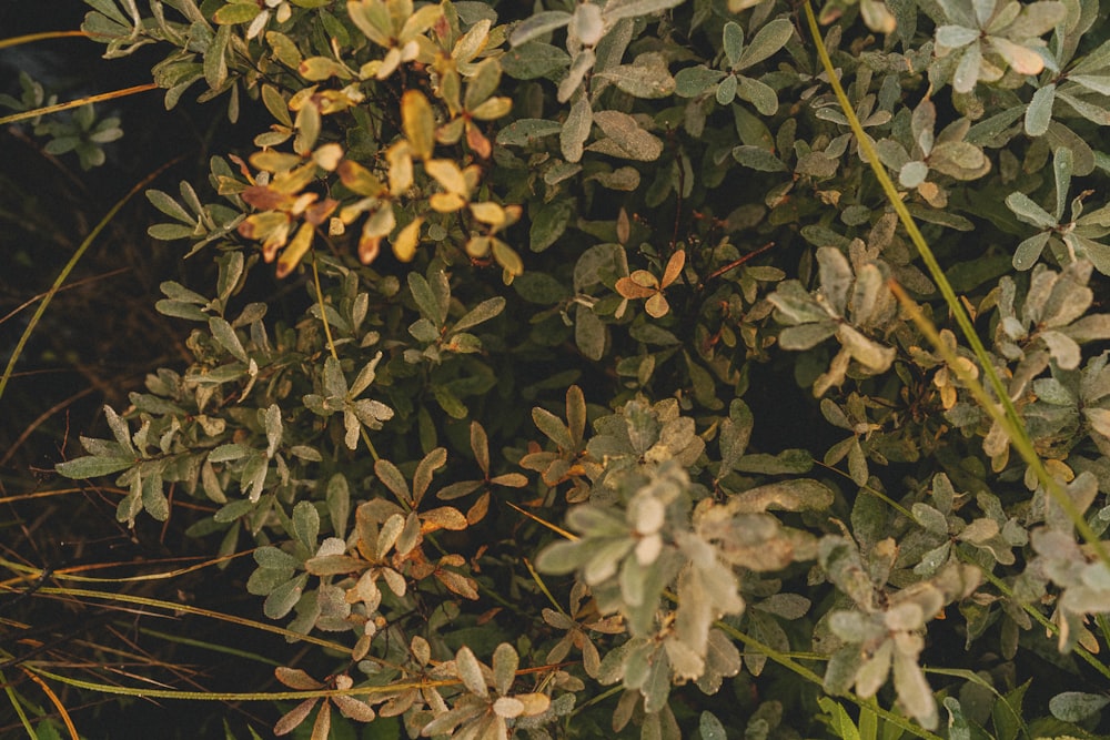 a group of leaves