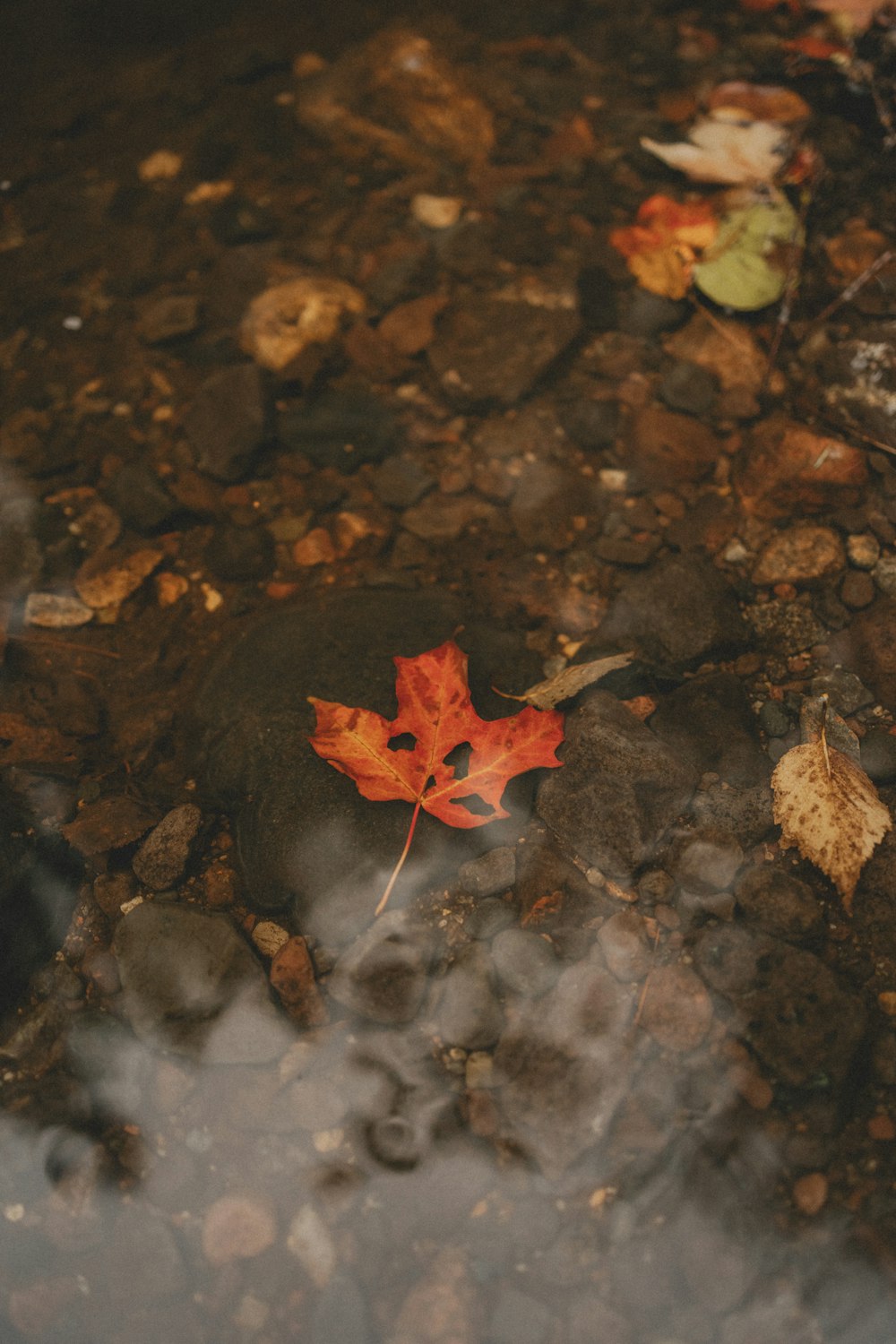 a red leaf on a rocky surface