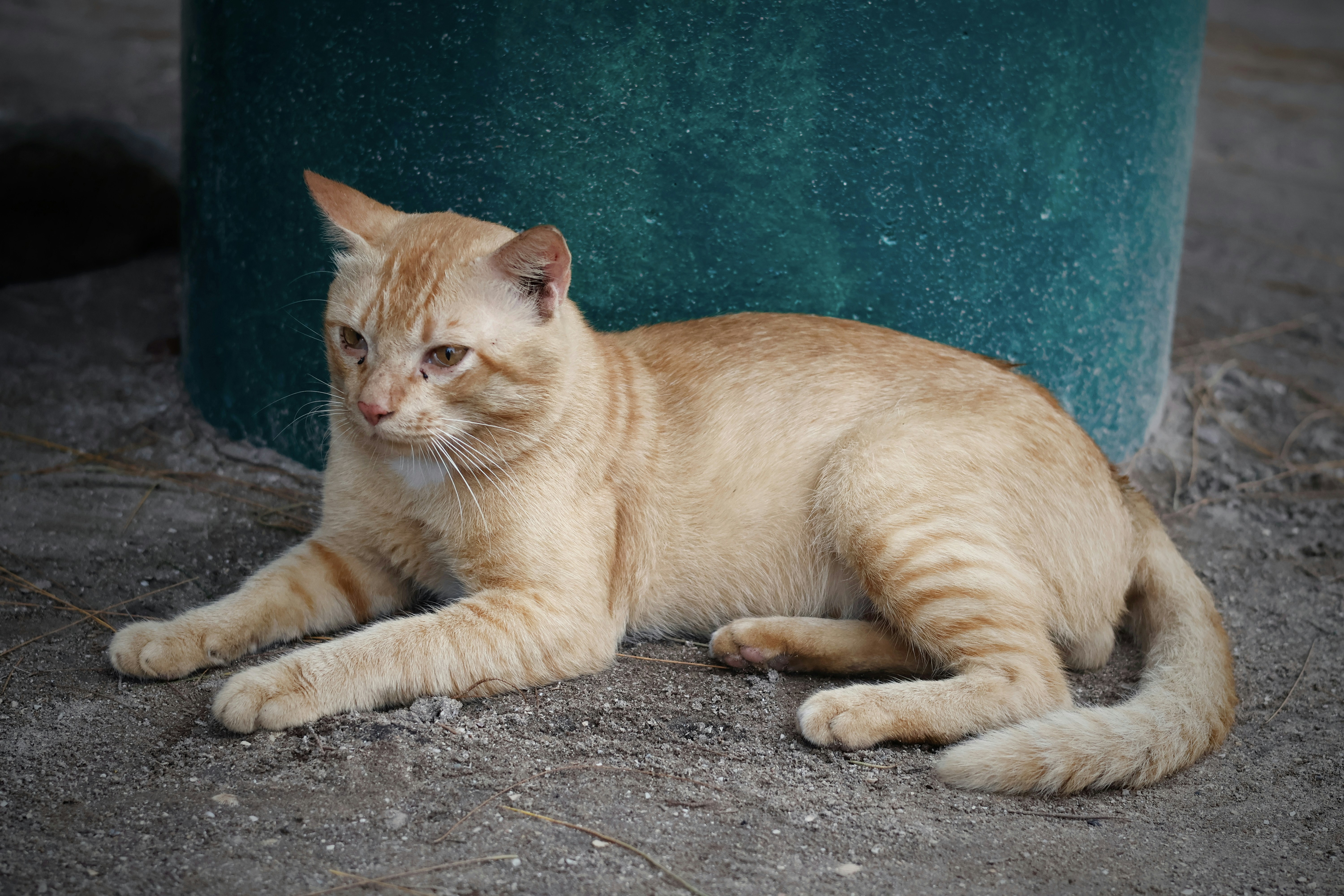 a cat lying on the ground