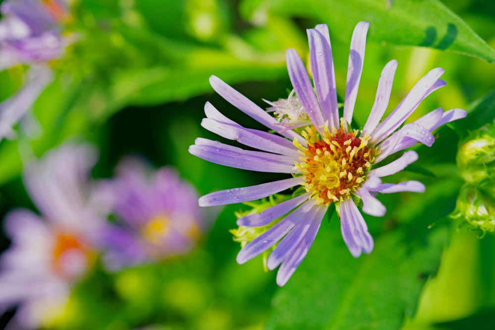 a close up of a flower