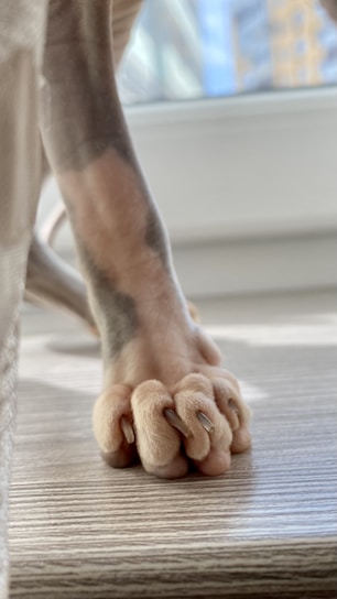 Soft-focus photo of a cat gently pawing at a terracotta-colored pet balm jar on a cream linen surface.