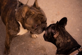 Two French Bulldogs are intimately touching noses as they stand close to each other on a rough pavement. Their brindle coats are highlighted by natural lighting.