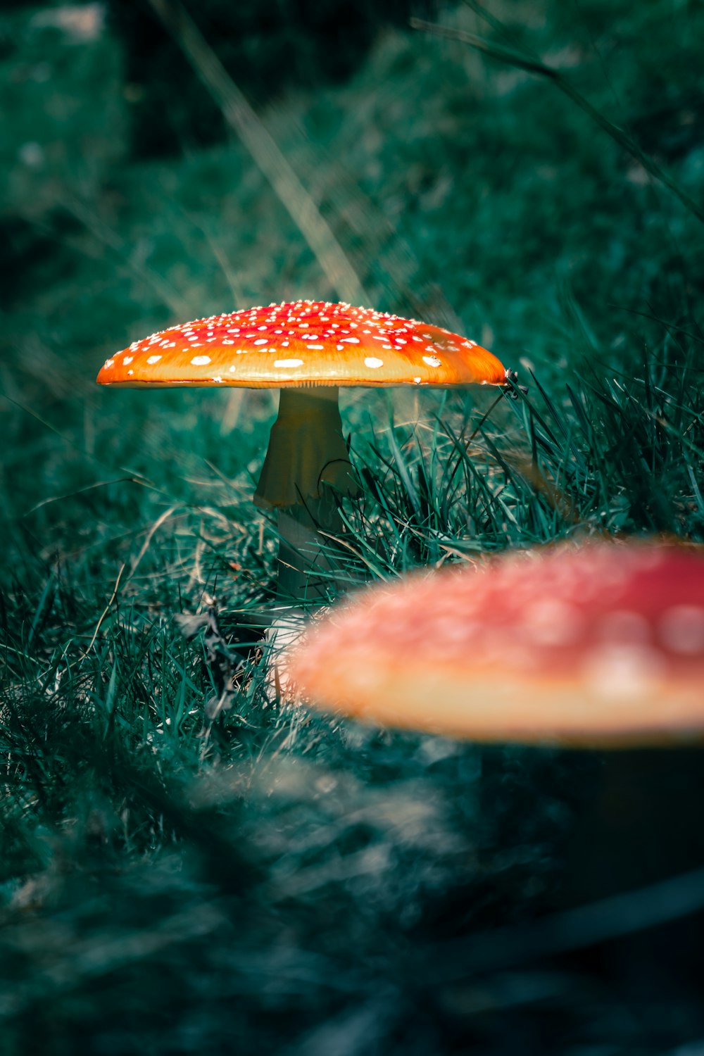 a couple of mushrooms growing in the grass