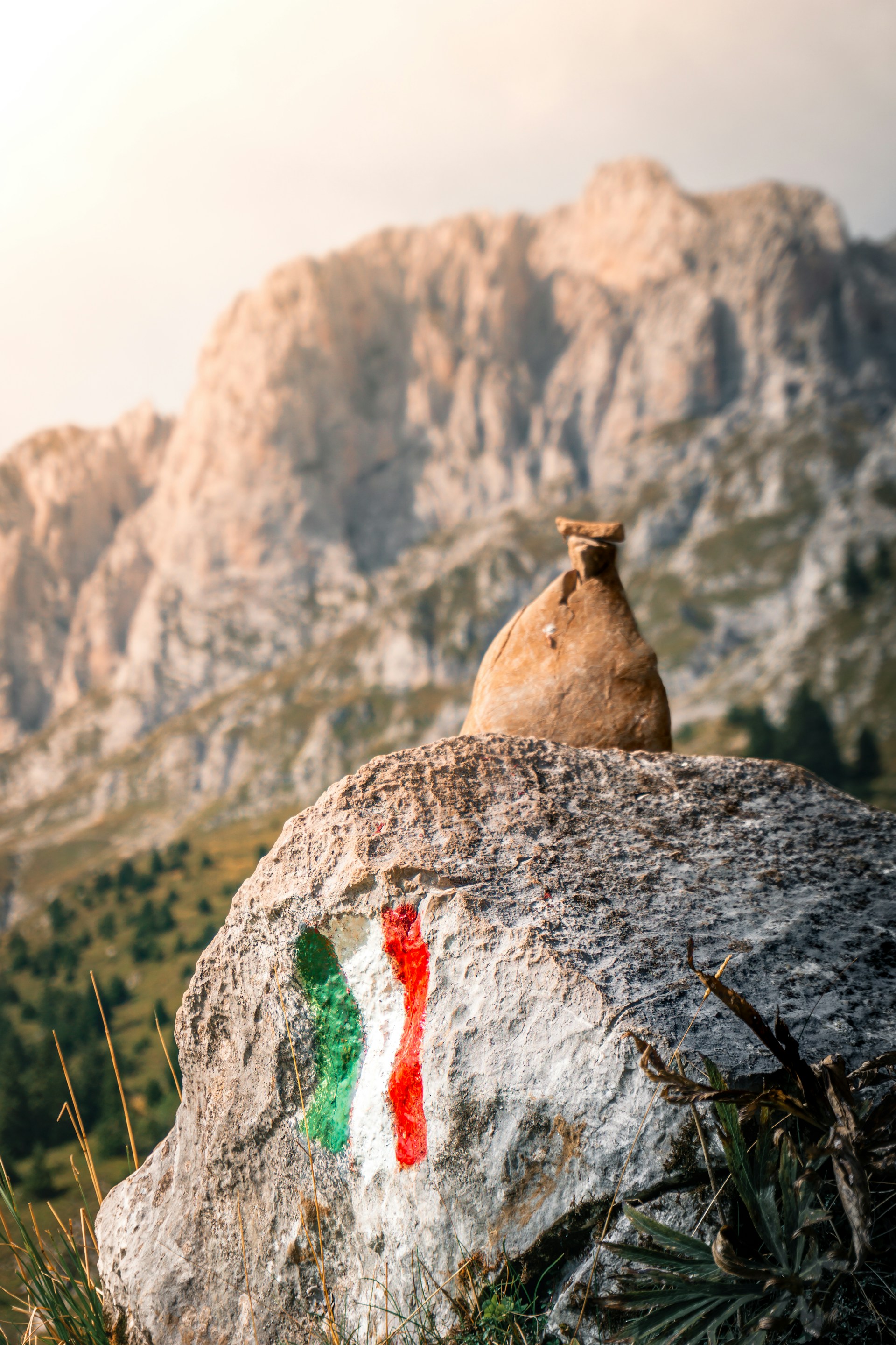 a bird sitting on a rock