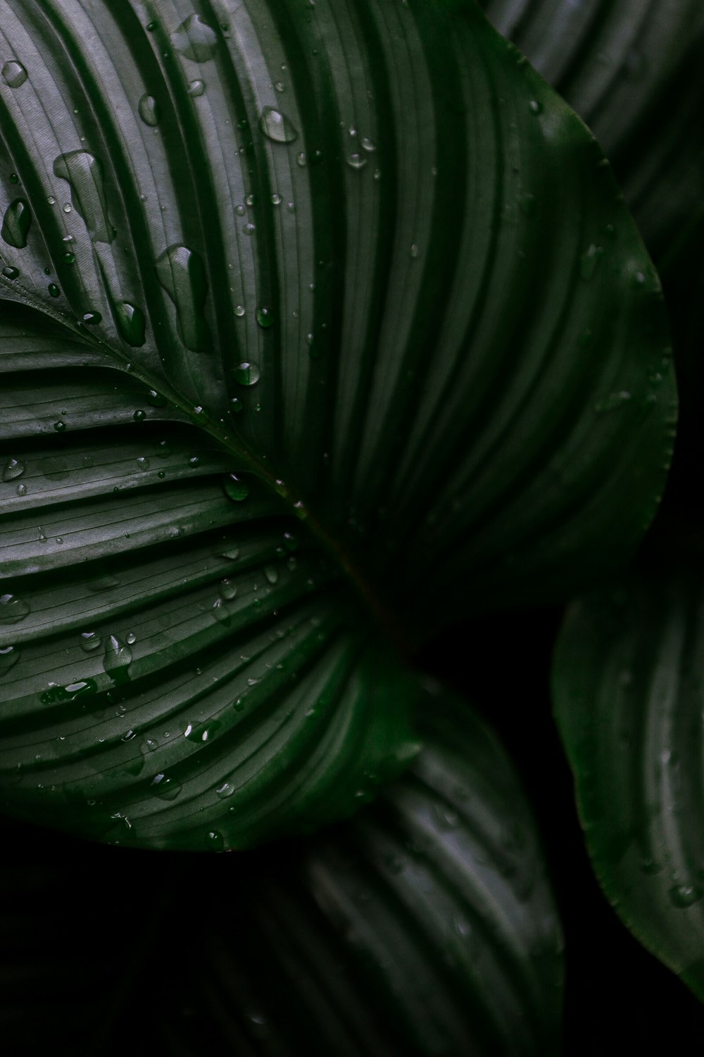 a close up of a leaf