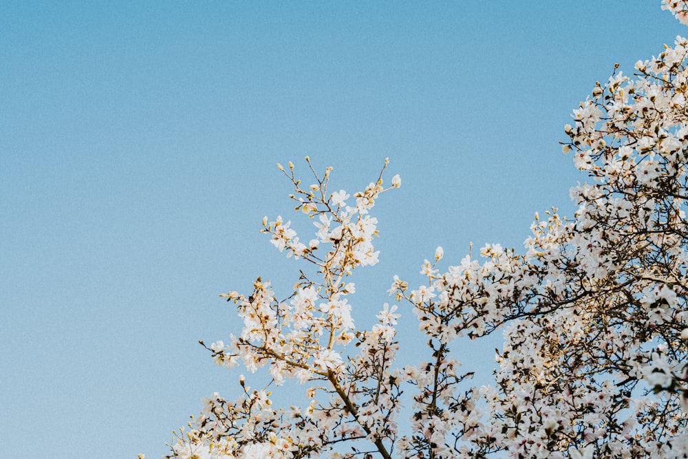 a tree with white flowers