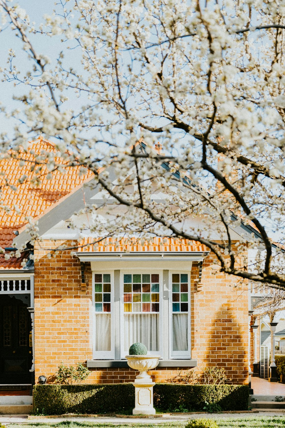 a tree with white flowers in front of a brick building