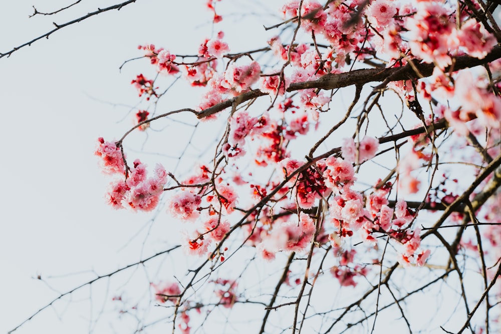 a tree with pink flowers