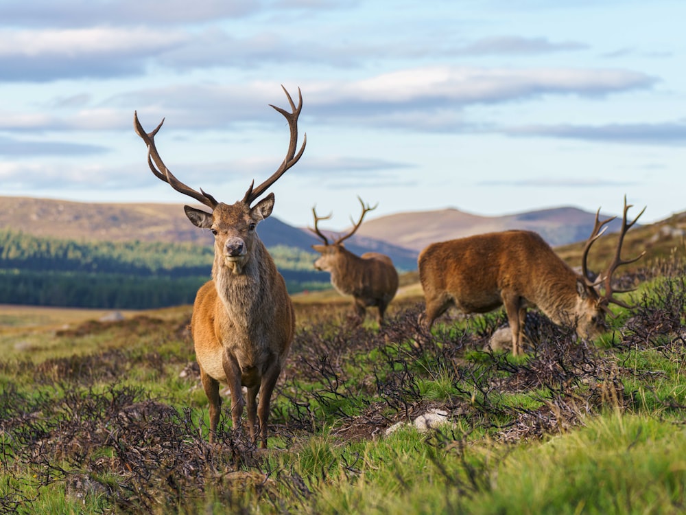 un groupe de cerfs dans un champ