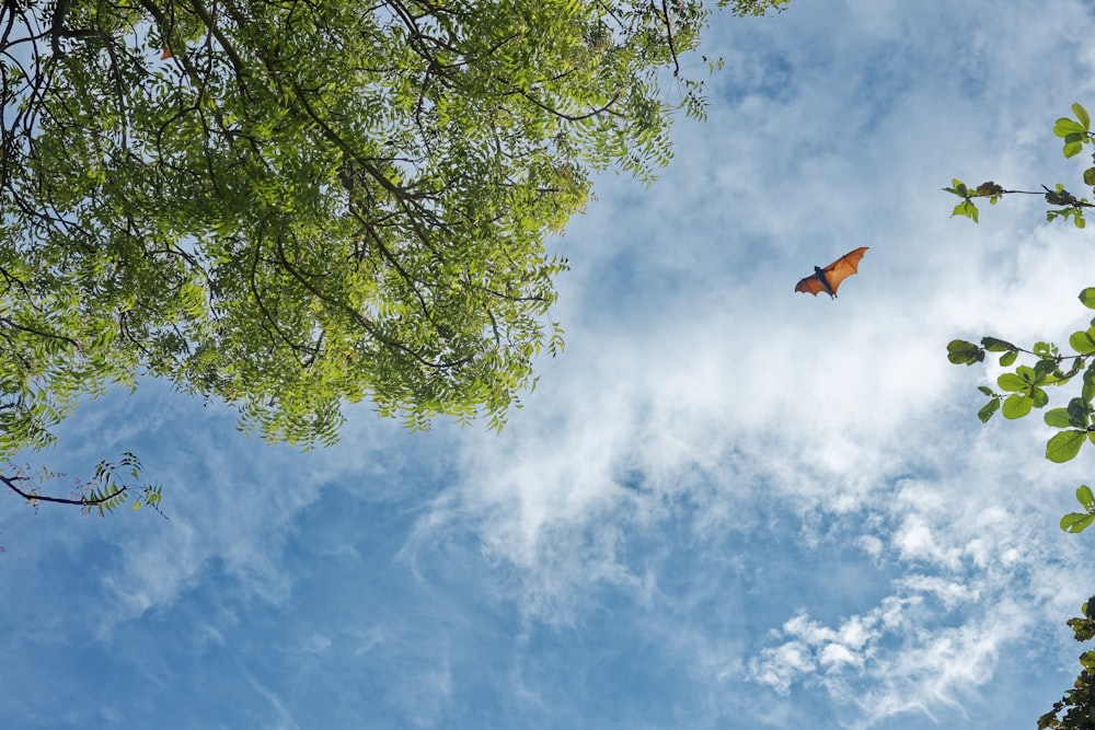 a kite flying in the sky