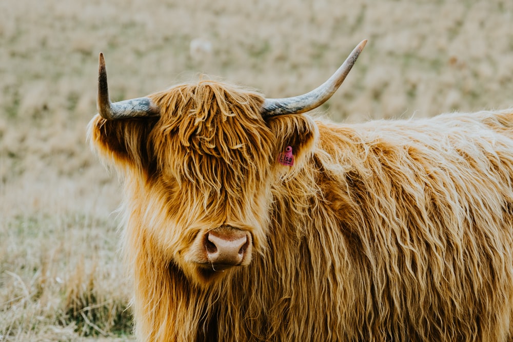 a cow with horns