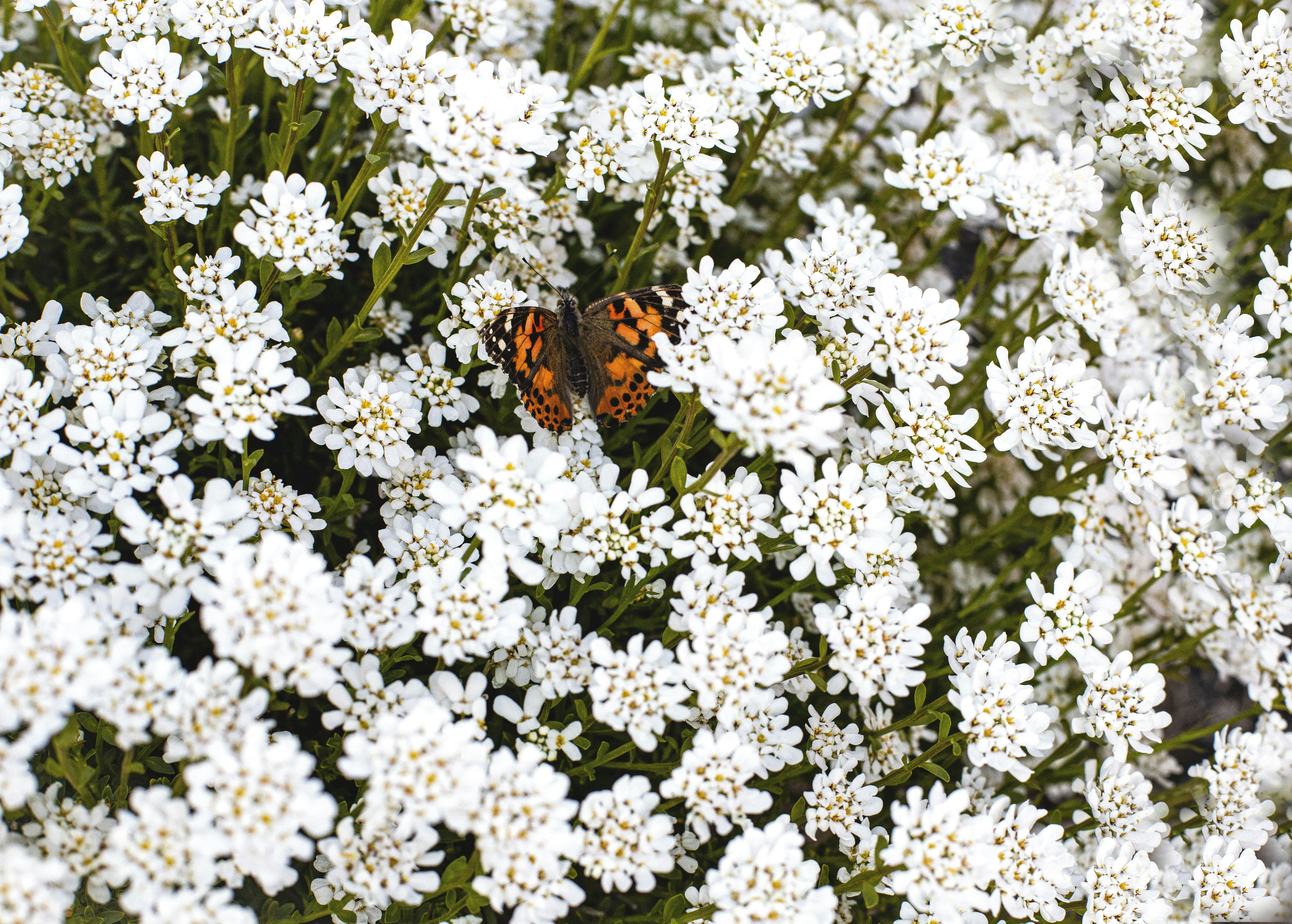Butterfly resting on flowers