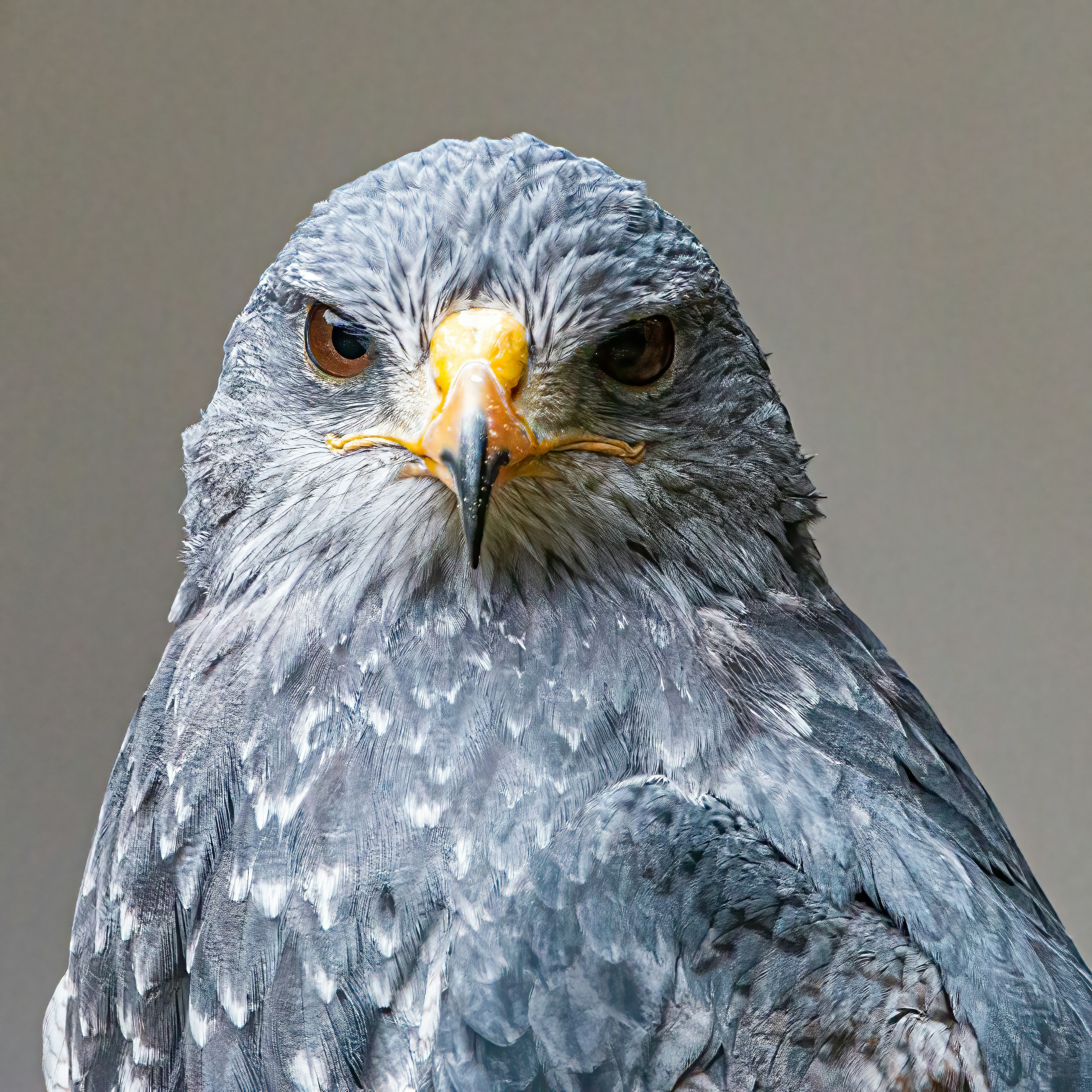 Photo by kennygoossen