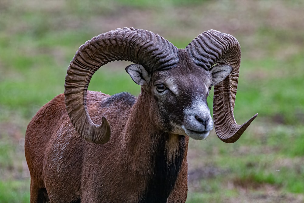 a ram with horns