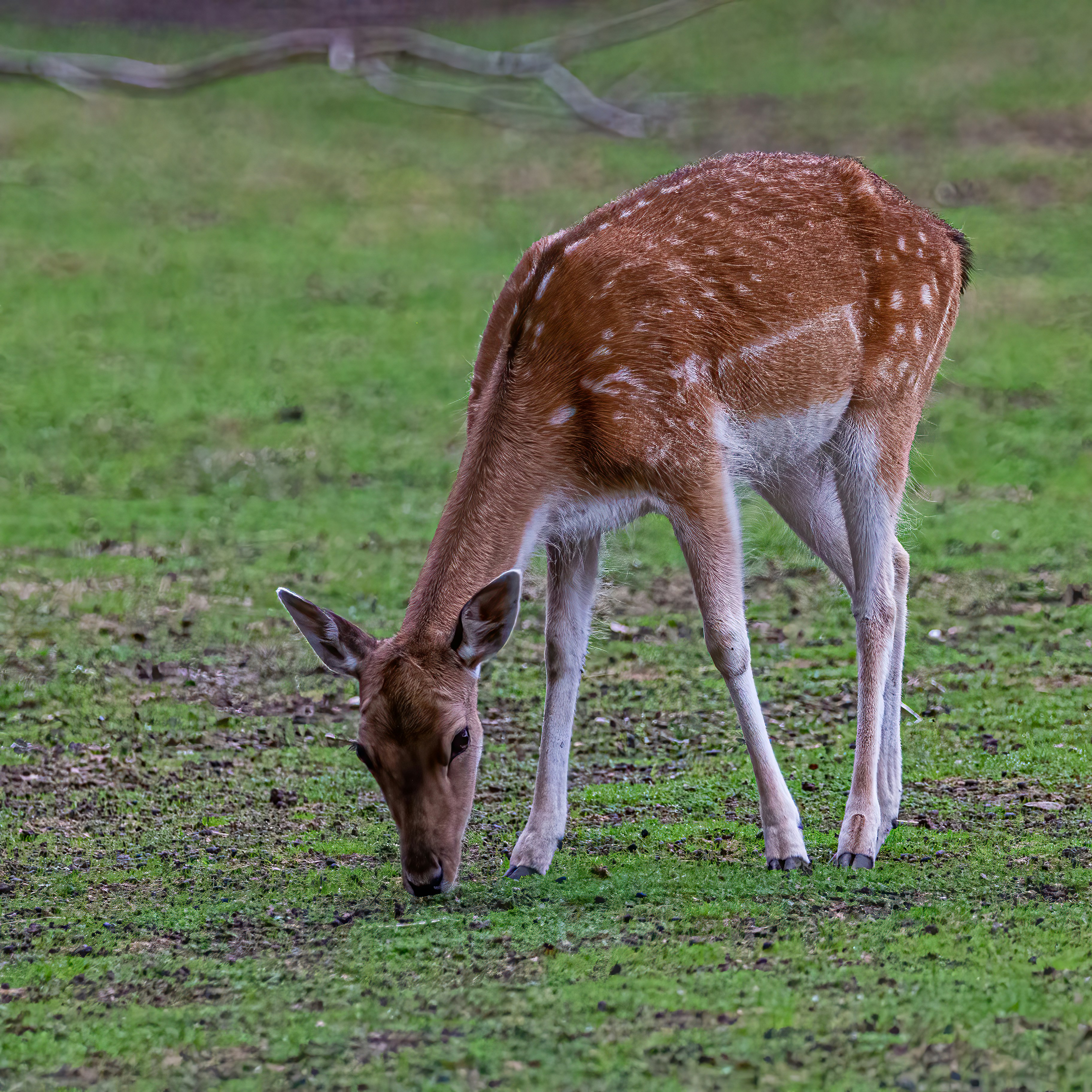 Photo by kennygoossen