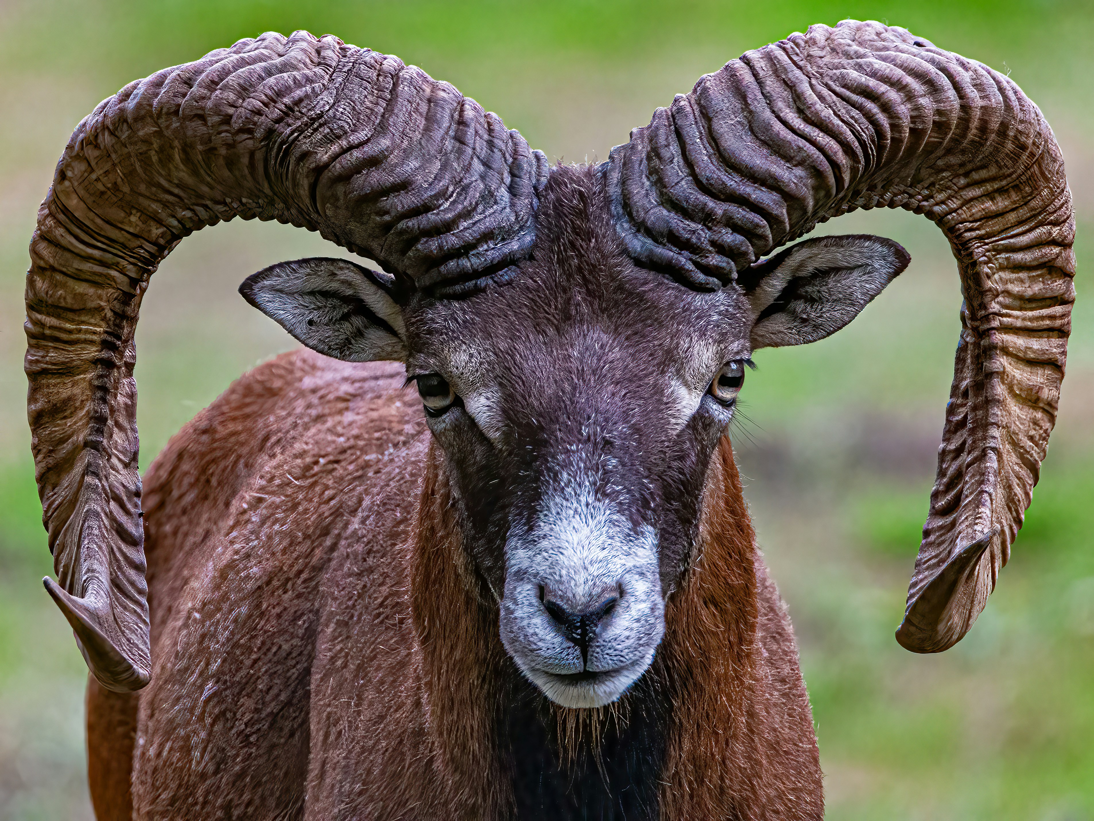 Photo by kennygoossen