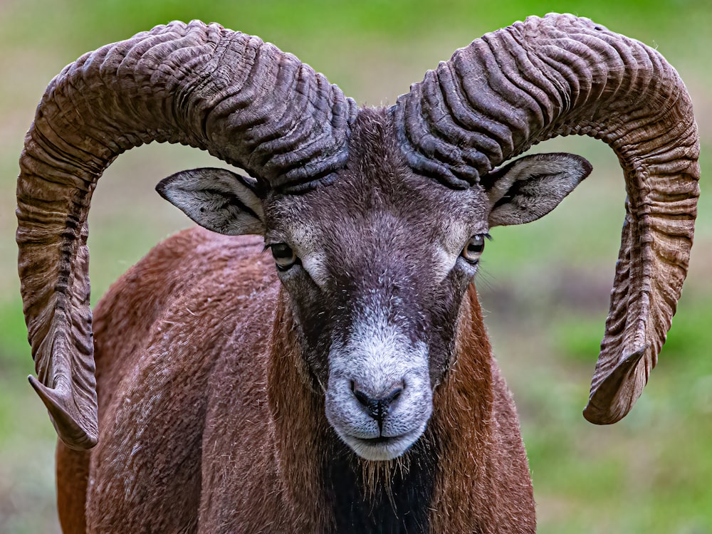 una cabra con cuernos
