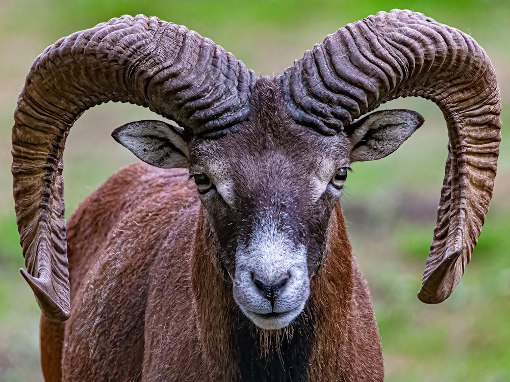 a goat with horns