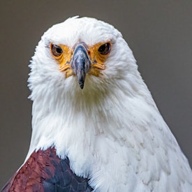 A close-up of an eagle with sharp, striking features. The bird's head is predominantly white with bright yellow around the eyes and beak. The feathers on its body are a mix of dark brown and white. The background is soft and muted, emphasizing the eagle's intense gaze.