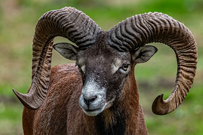 A close-up photo of a healthy ram ready for sacrifice at Ataşehir Adak