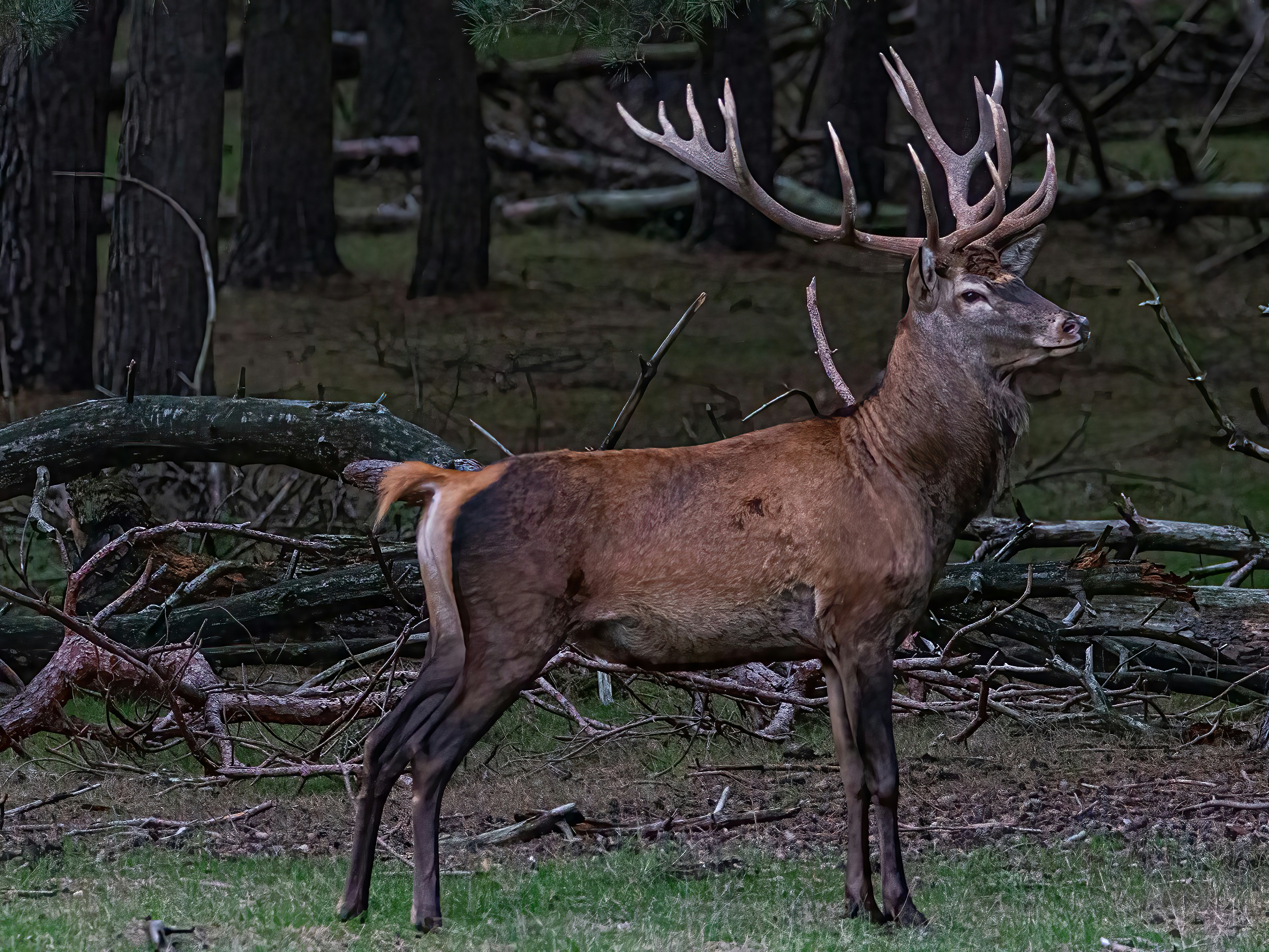 Photo by kennygoossen