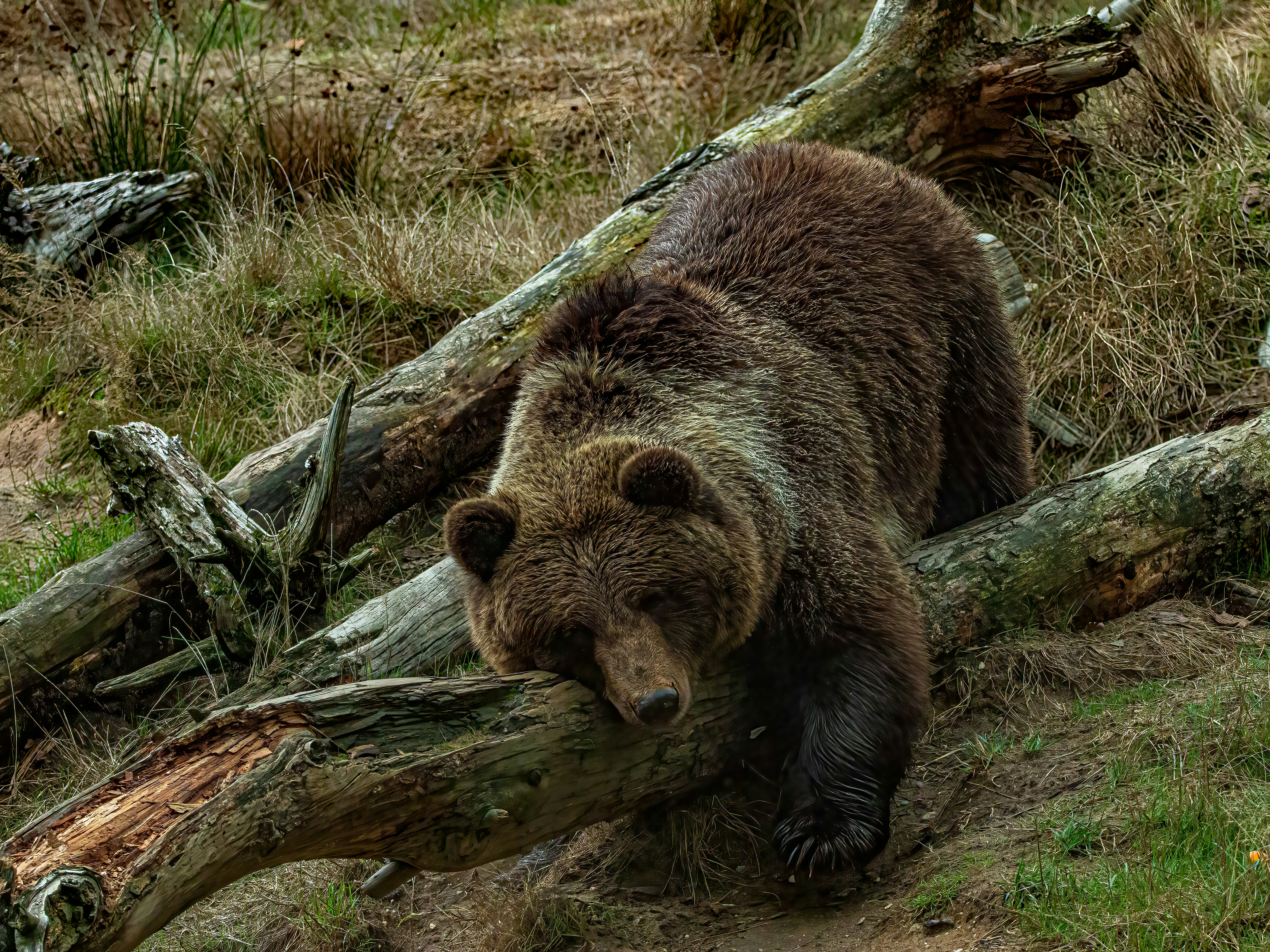 Photo by kennygoossen