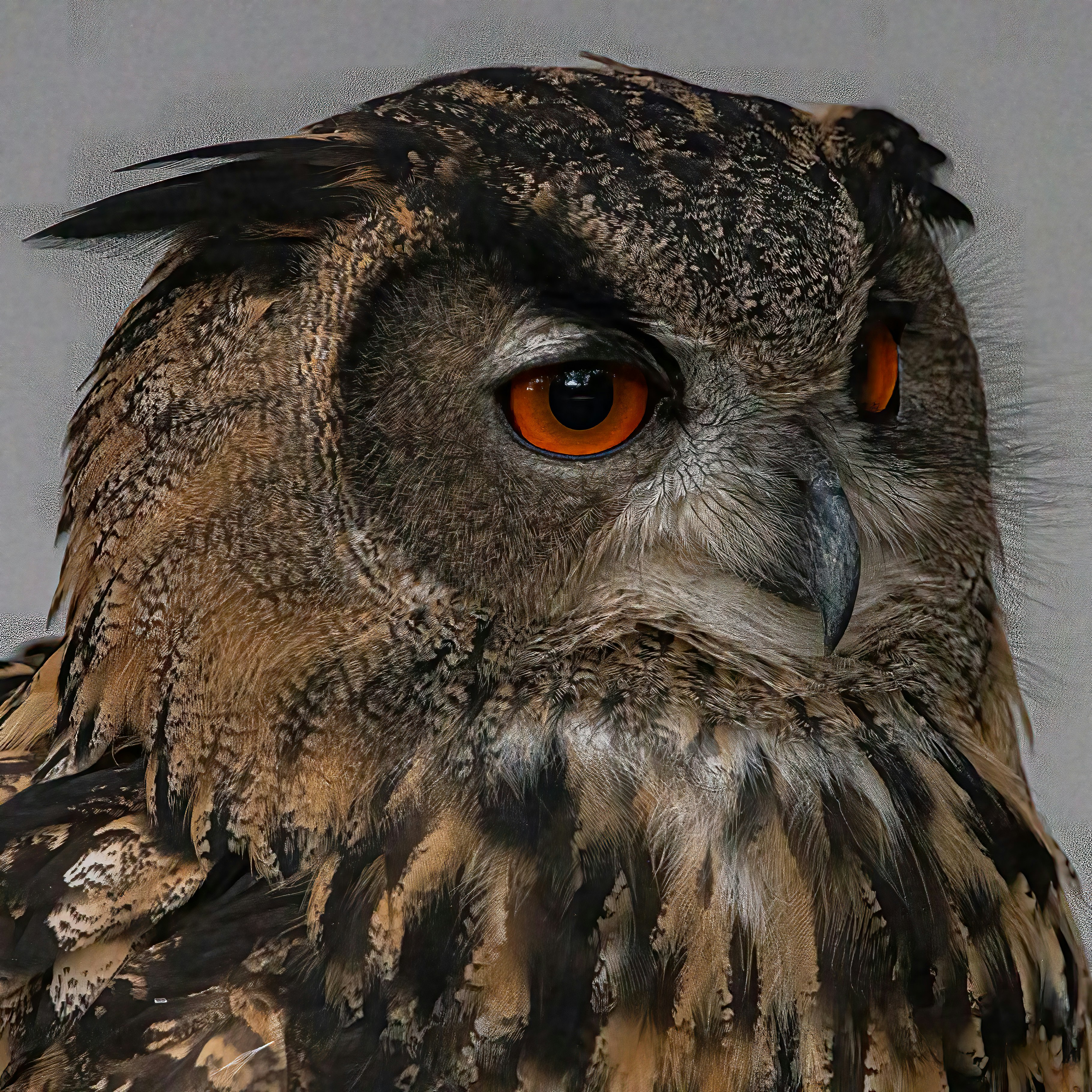 Photo by kennygoossen