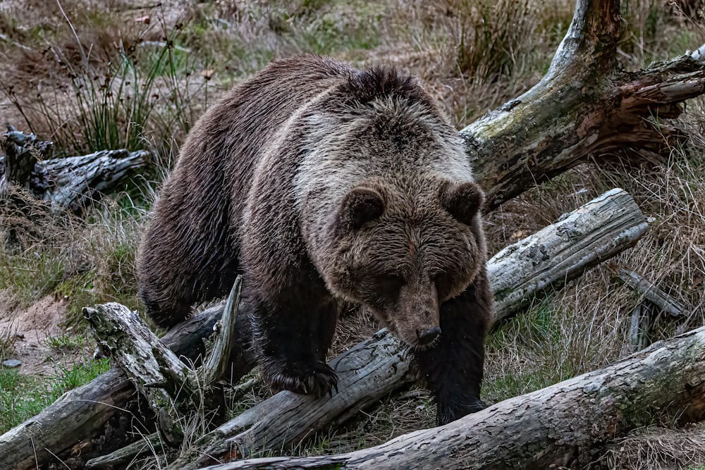 a bear walking on a log