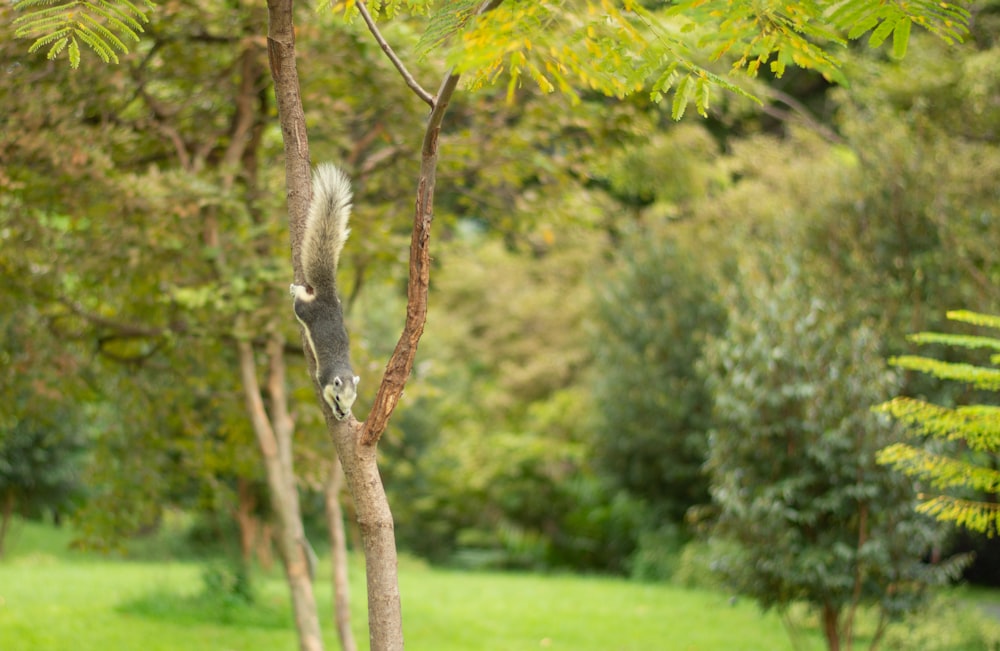 a deer from a tree